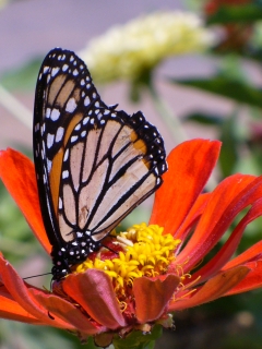 Woodlake, CA : Buterfly on flower in Woodlake Botanical Gardens
