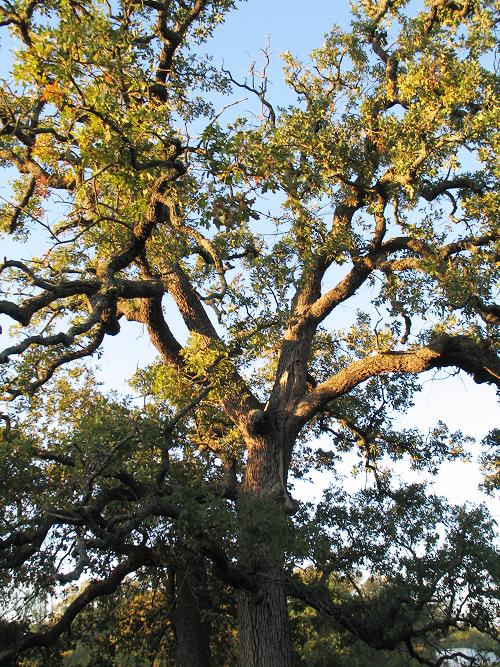 Mason, TX : Do the residents of Mason actually own these beautiful old oak trees that shade so many yards, or are they just given the opportunity to care for them?