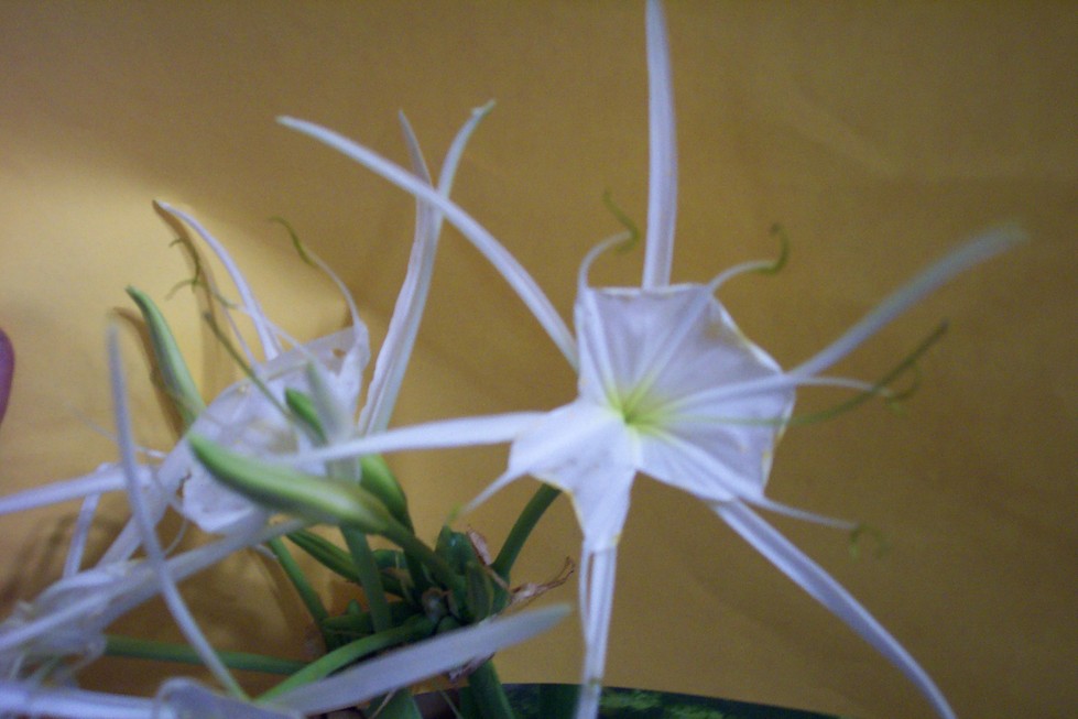 Houma, LA: WHITE SPIDER LILY FLOWER