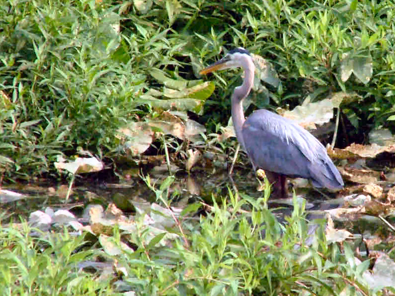 Milford, DE: Great Blue Heron along the Mispillion River Walk - Milford, DE