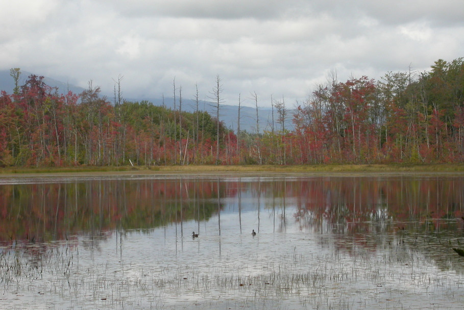 Conway, NH : Pond in the fall
