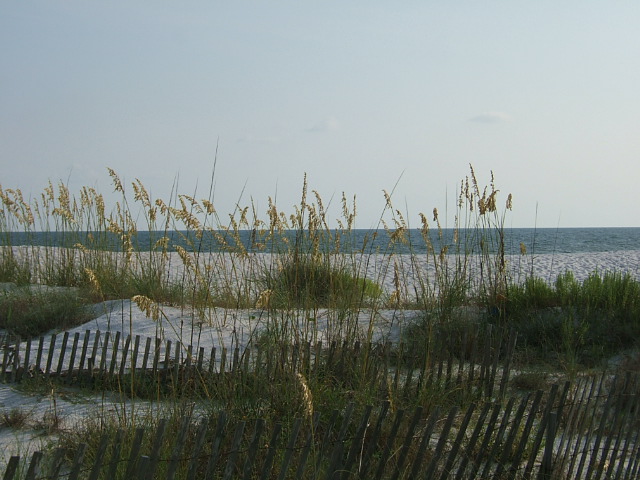 Mexico Beach, FL : Sand Dunes & Sea Oats