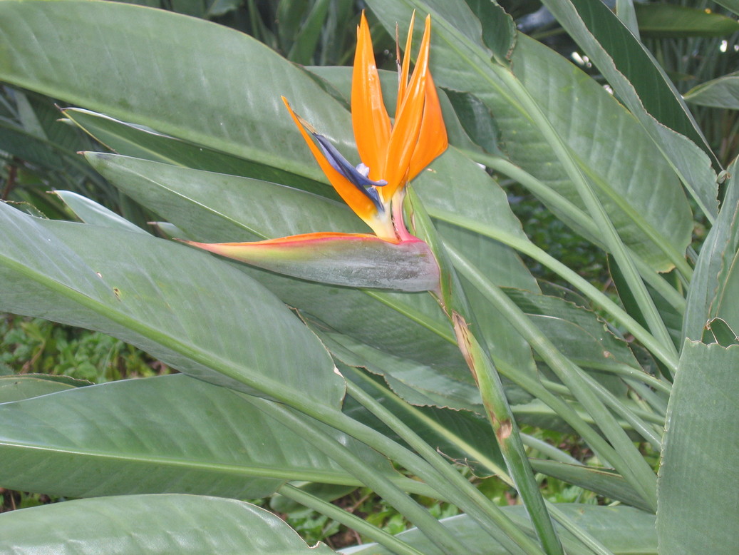 Honolulu, HI : Bird of Paradise