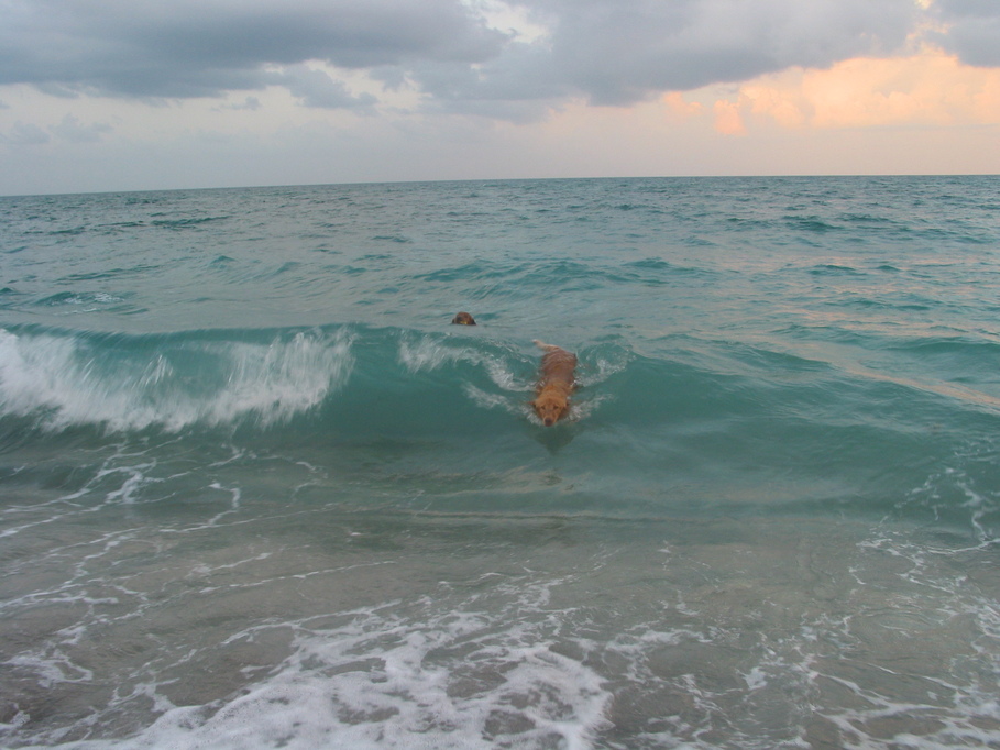 Jupiter, FL: Golden Retriever body surfing at Jupiter Dog Beach