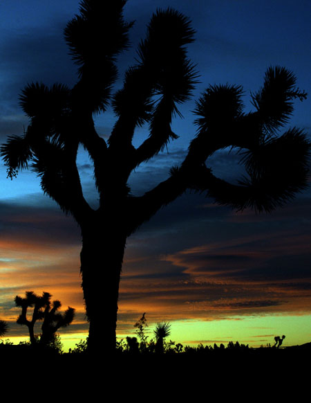 Yucca Valley, CA : Sunrise over Yucca Valley