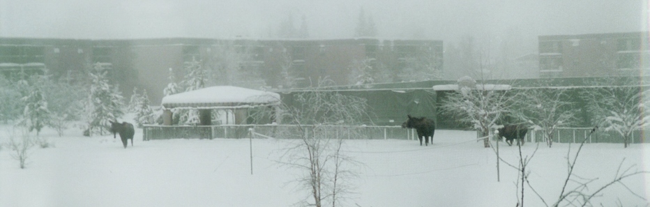 Fairbanks, AK: Moose Family in -40 Temps at Sophie Plaza Apartments, Fairbanks Alaska