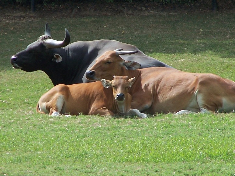 Montgomery, AL : Montgomery Zoo