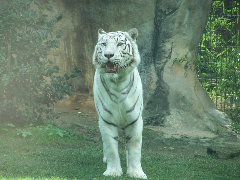 Montgomery, AL: Montgomery Zoo