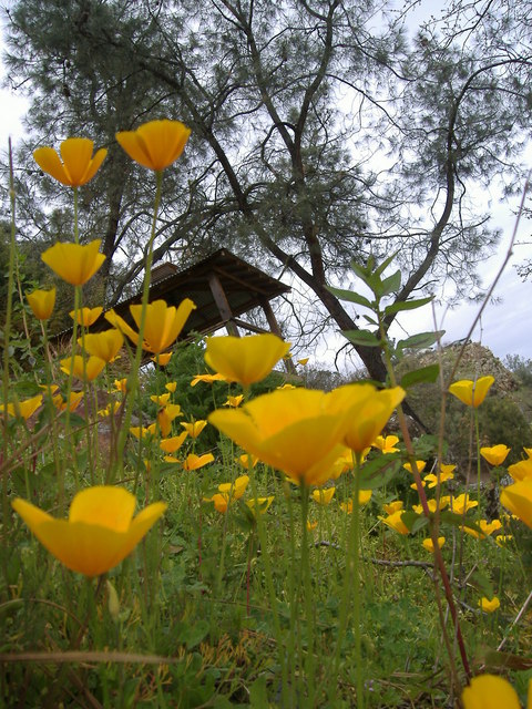 Valley Springs, CA: Valley Spring's Poppies