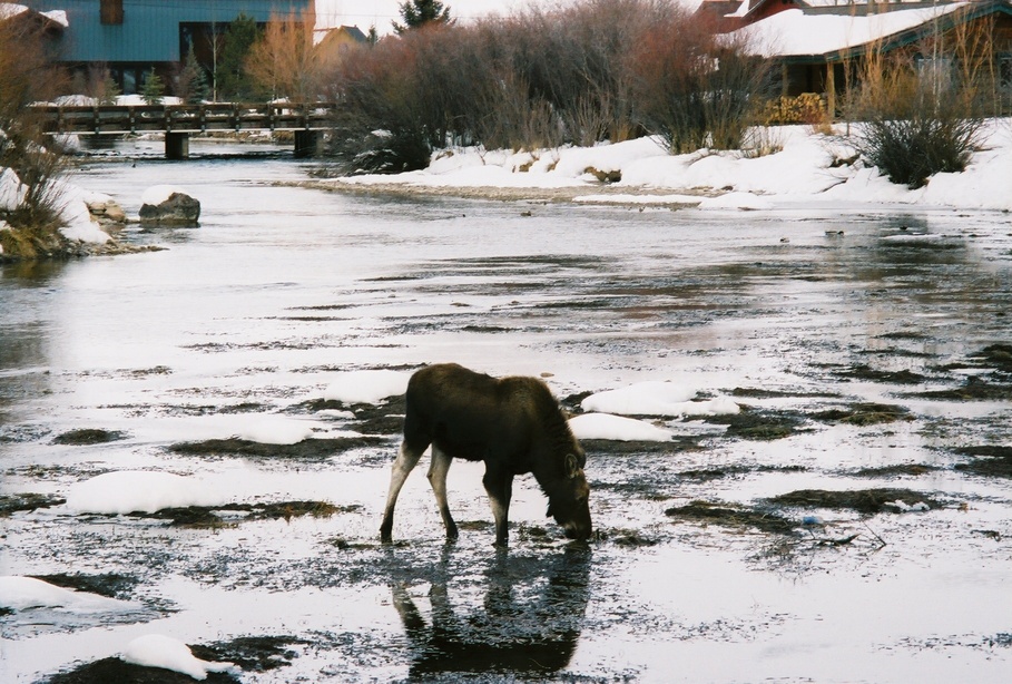 Wilson, WY: Moose on the loose in Wilson
