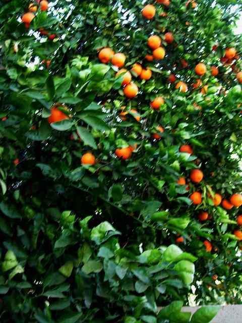 Chandler, AZ: City renown for lush citrus trees