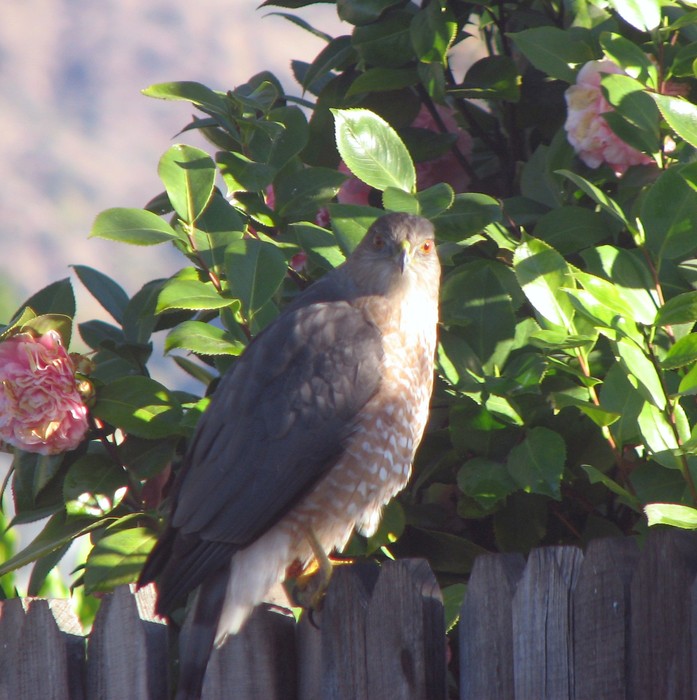 Glendora, CA: This hawk was outside my bedroom window.