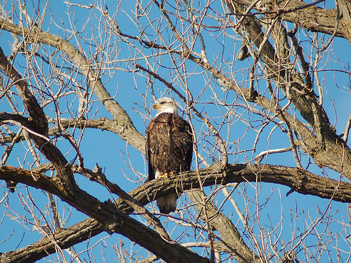 Burnsville, MN: Bald Eagle near Black Dog Road