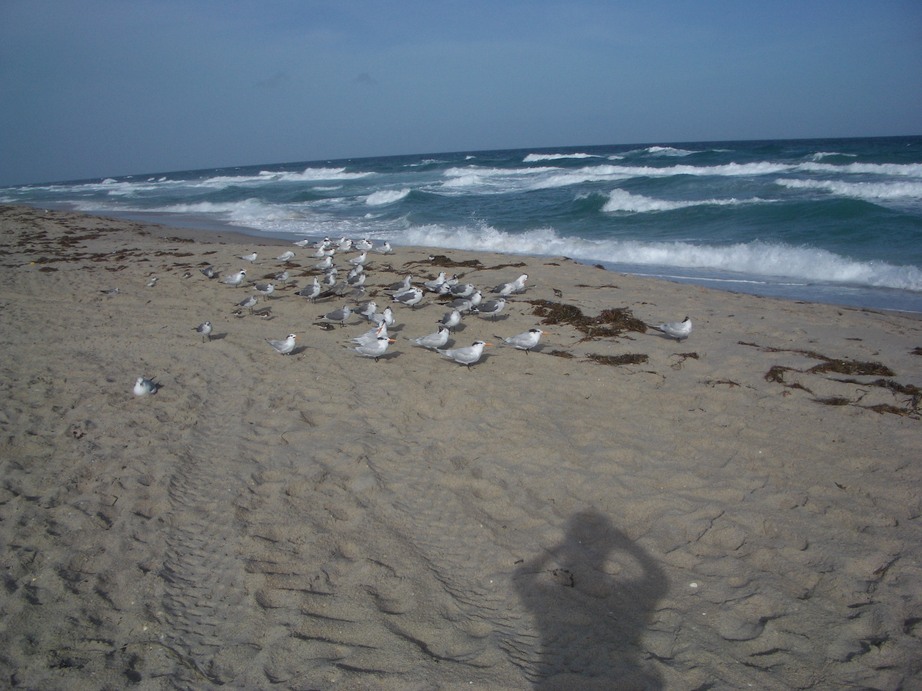Delray Beach, FL: Birds on the beach