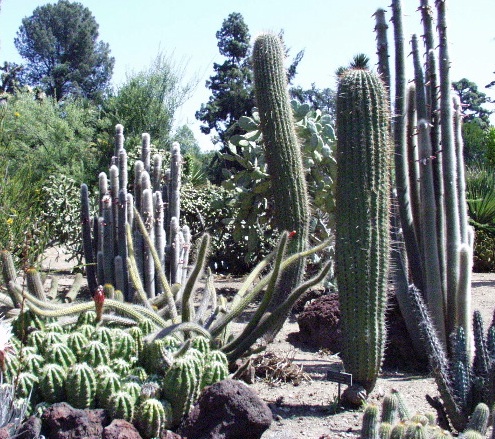 San Marino, CA: Huntington cactus gardens