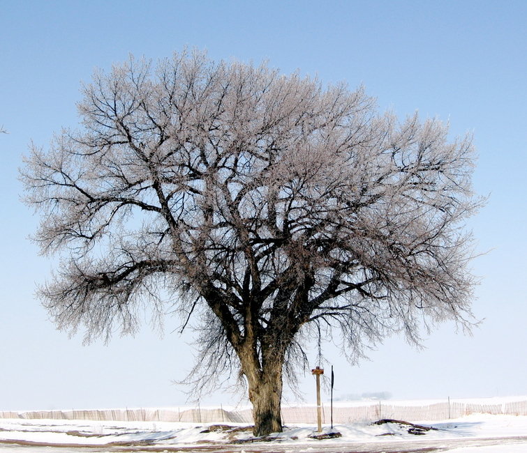 Ovid, CO: Tree at the edge of town