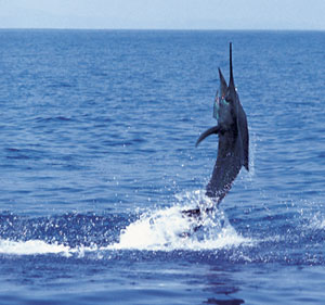 Makaha, HI : Marlin