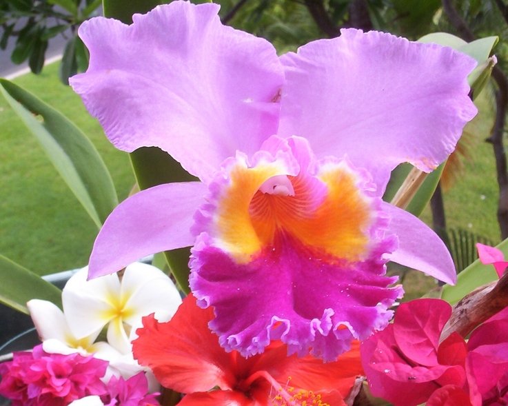 Makaha, HI: Orchids