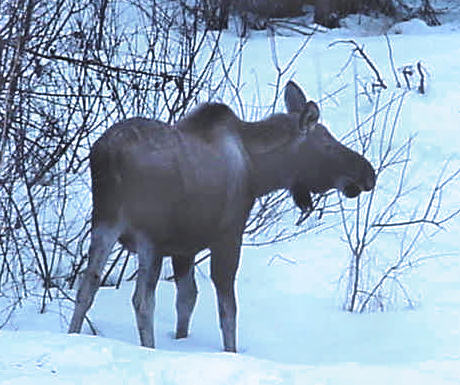 Meadow Lakes, AK: A Moose in my yard on Angel Drive