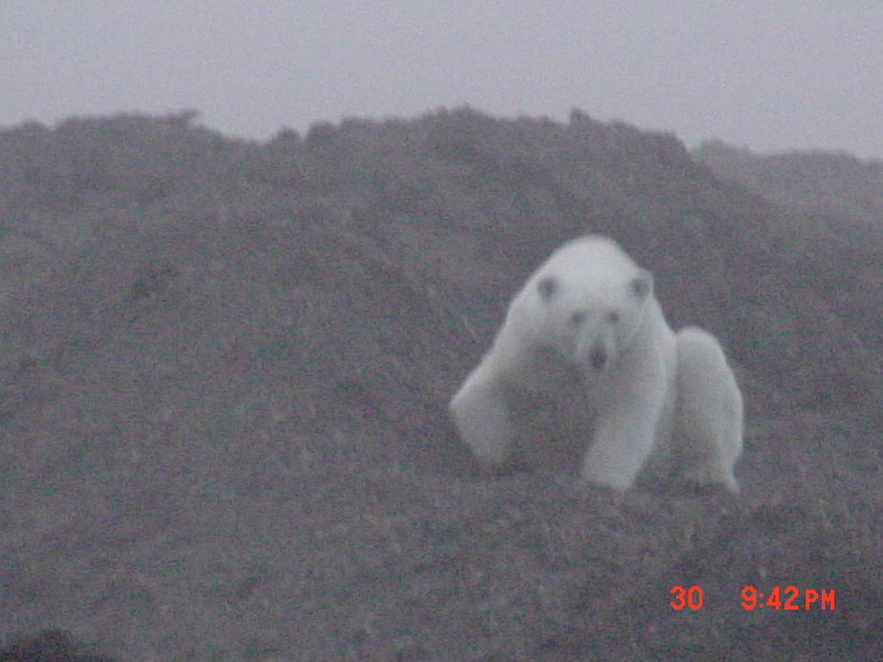 Kaktovik, AK: Polar Bear