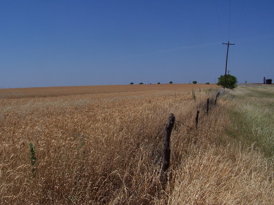Trent, TX : Wheat Fields & Blue Skies @ Trent