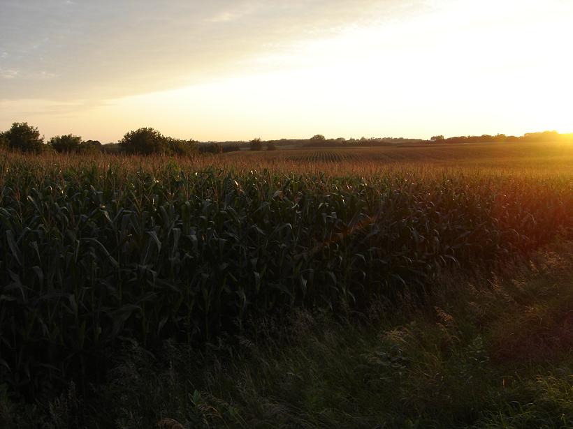St. Charles, MN : Sunset over Cornfields