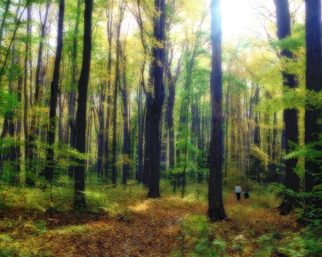 Webster, NY : Webster Park offers some excellent wooded trails.