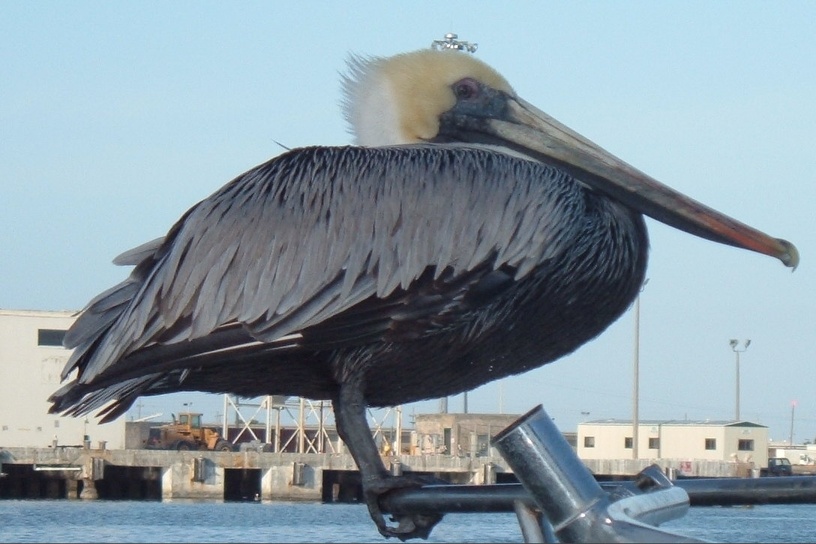 Cape Canaveral, FL : Pelican in the Port!