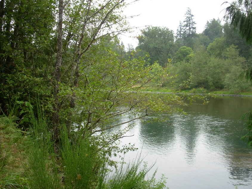West Linn, OR: willamette river from west linn bank