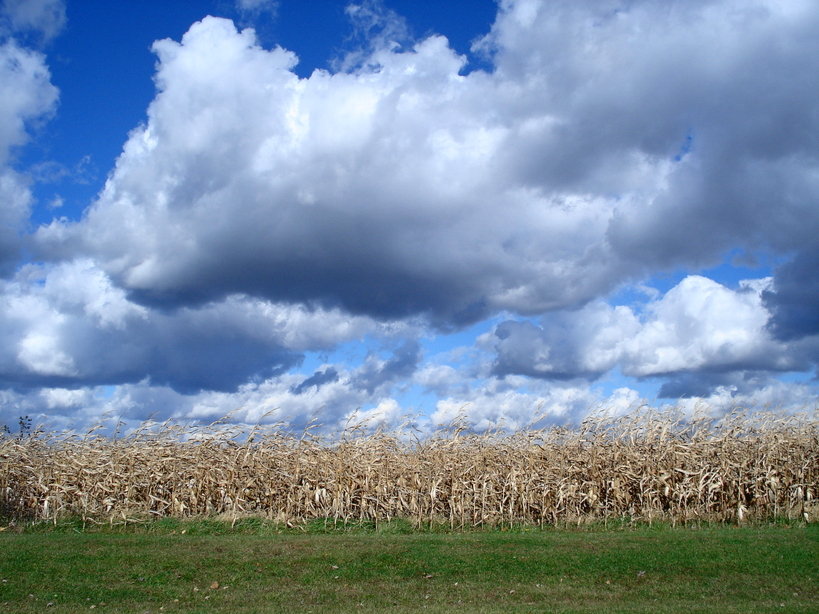 Fort Wayne, IN: More than corn in Indiana?