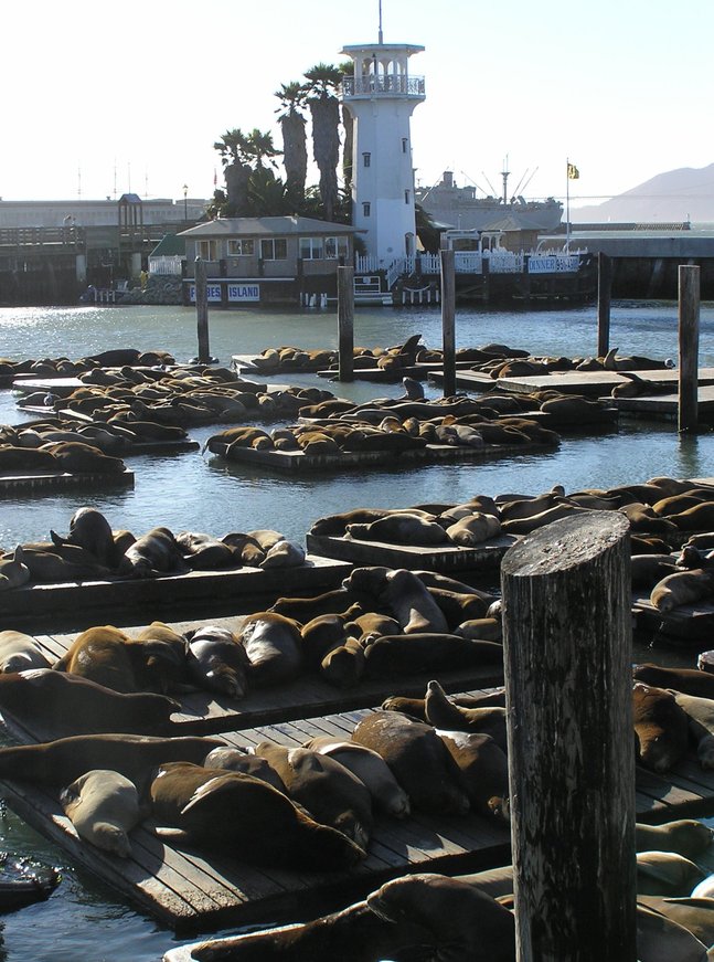San Francisco, CA: Sea lions, Pier 39, San Francisco