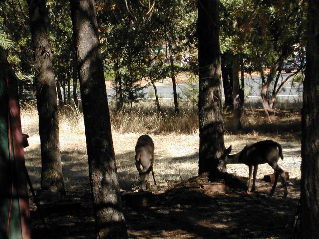 Grants Pass, OR : Deer Dining near a Grants Pass home