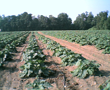 Collins, NY: Pumpkin field in rural Collins - State Hospital grounds prior to 1970