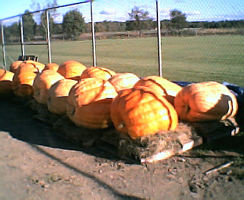 Collins, NY: Giant pumpkin harvest in rural Collins