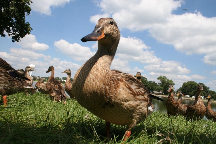 Mendota, IL: Ducks at Lake Mendota