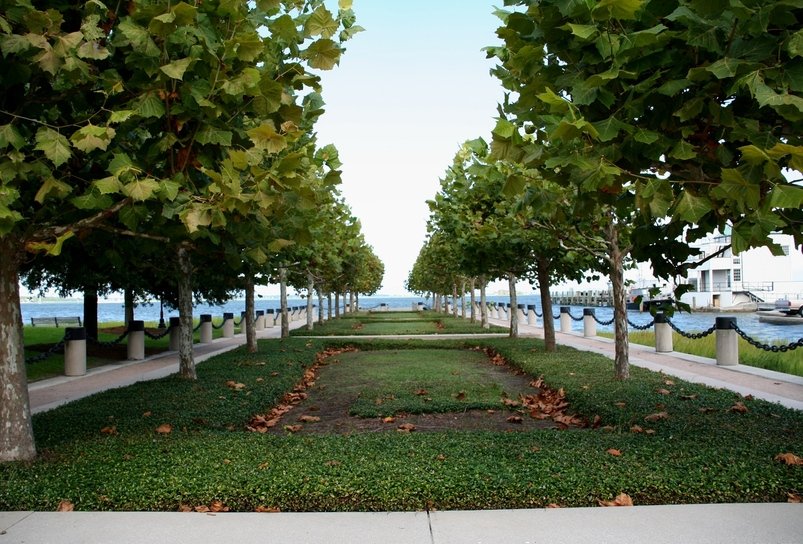 Charleston, SC : Trees leading