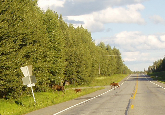 Deltana, AK: moose crossing the road right outside of Delta Junction
