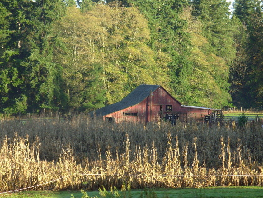 Silverdale, WA: barn corn field