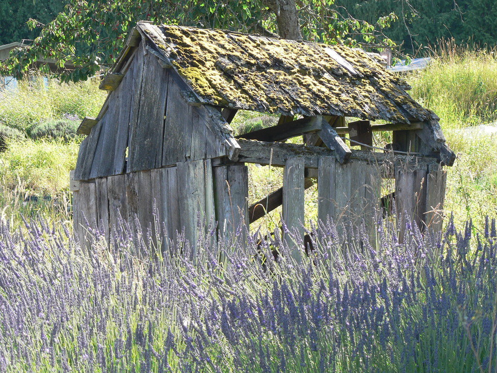 Sequim, WA: shed in lavender field