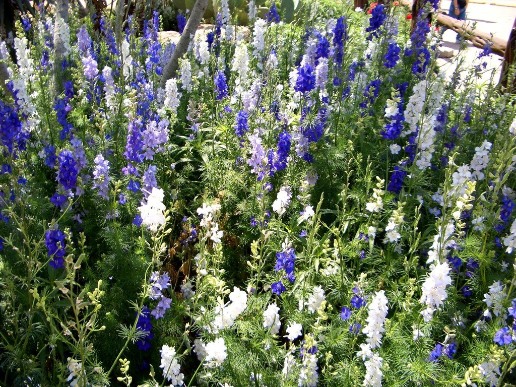 Fredericksburg, TX: Salvia Farinacea 'Mealy Blue Sage' Wild Seed Farms