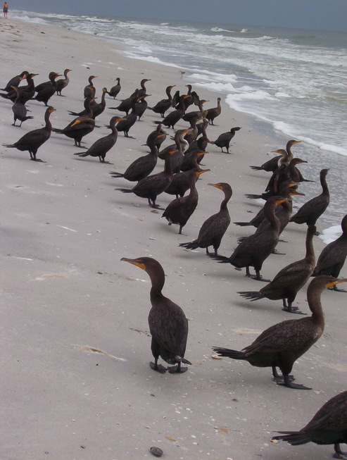 Indian Rocks Beach, FL : Birds Taking a Dip