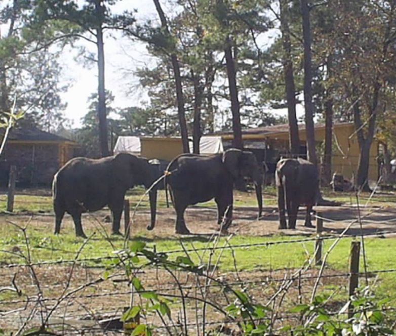 Cut and Shoot, TX: Elephants in Cut N Shoot