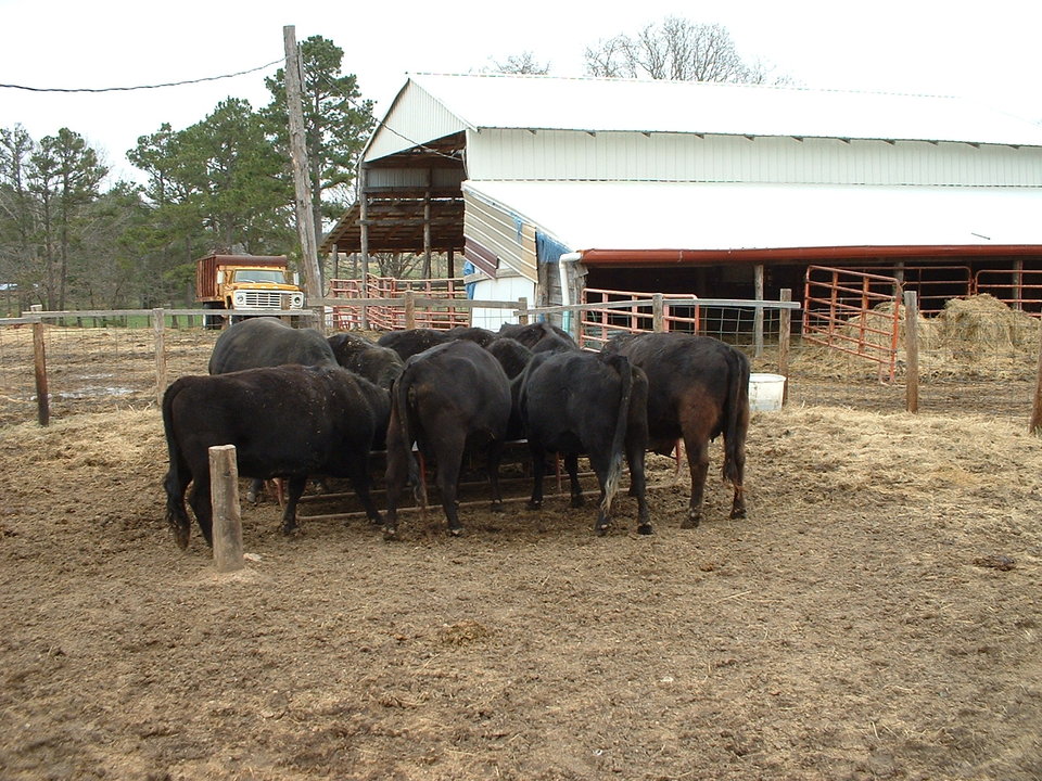 Birch Tree, MO : ozark cows