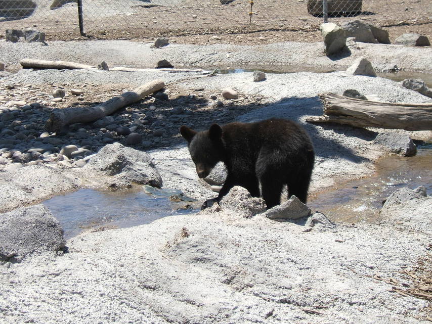 Rexburg, ID: Yellowstone's Bear World