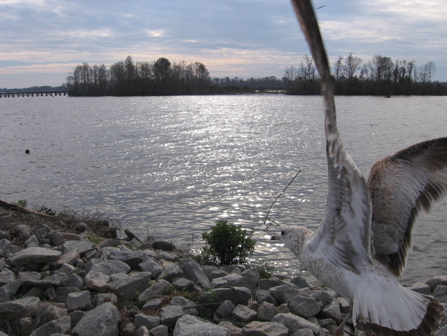 Washington, NC : Boardwalk Seagull