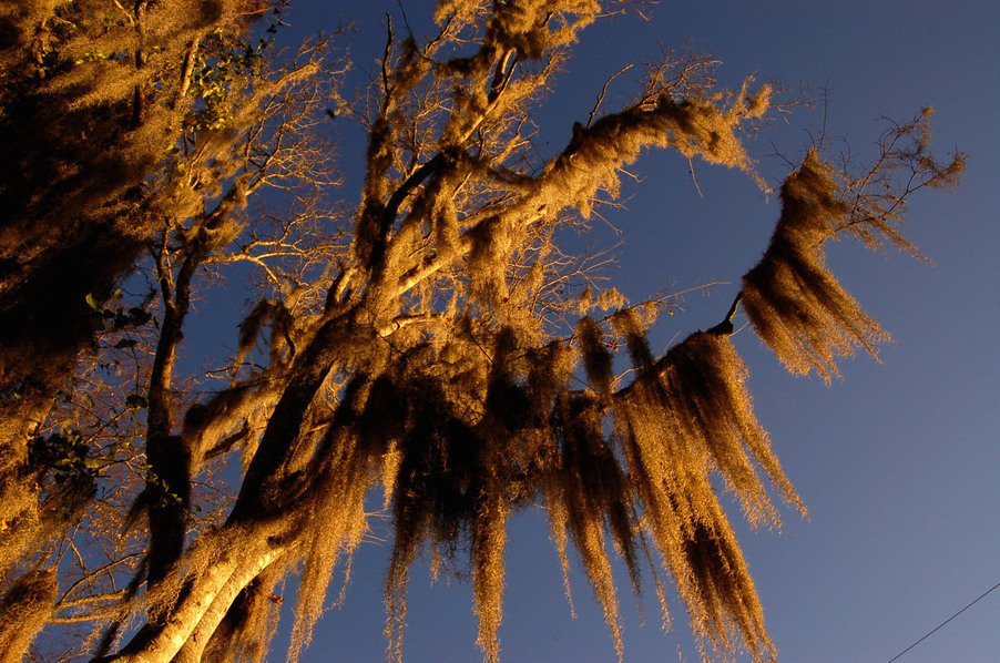 Camden, SC : Along the edge of Beaver Creek beautiful chinese moss falls from the trees