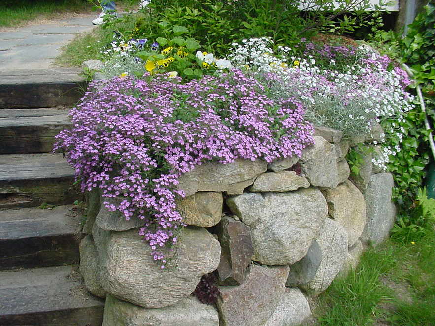 East Sandwich, MA : Green Briar's Wildflower Garden, Thornton W