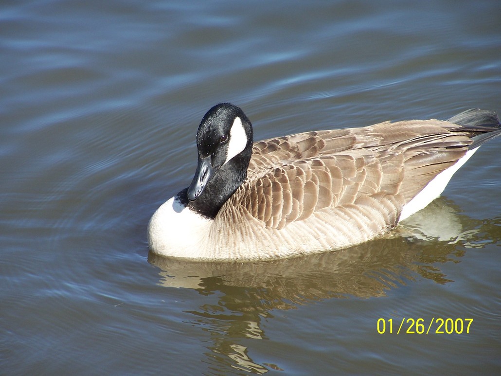 Norwood, NC : Canadian Goose in Norwood, NC