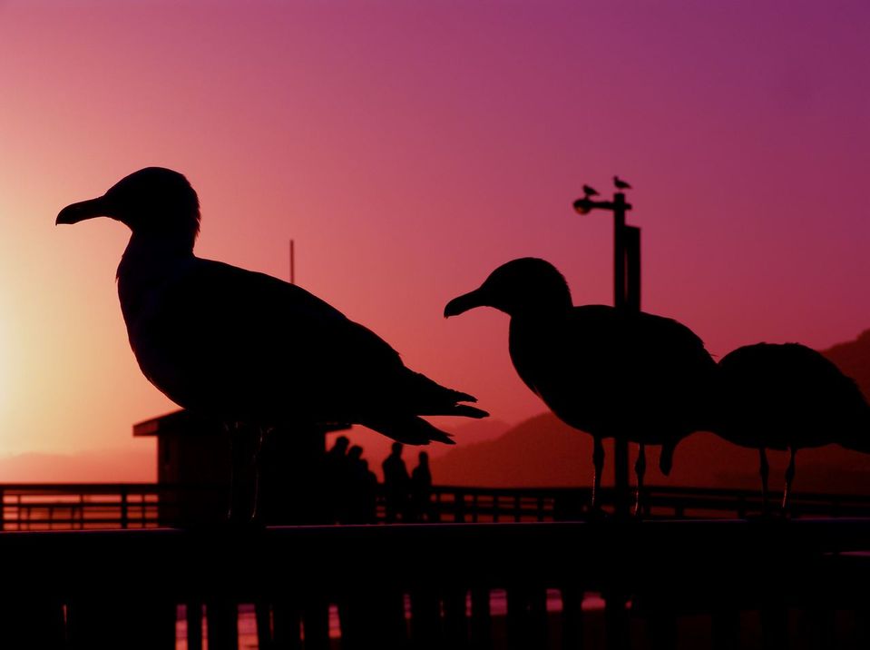 Pismo Beach, CA : Pismo Beach Pier