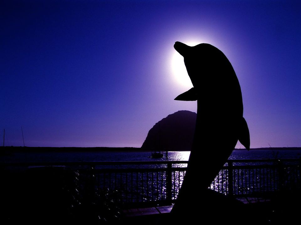 Morro Bay, CA : Morro Bay Dolphin